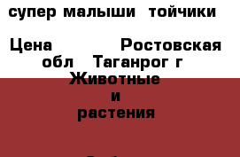 супер малыши  тойчики › Цена ­ 5 000 - Ростовская обл., Таганрог г. Животные и растения » Собаки   . Ростовская обл.